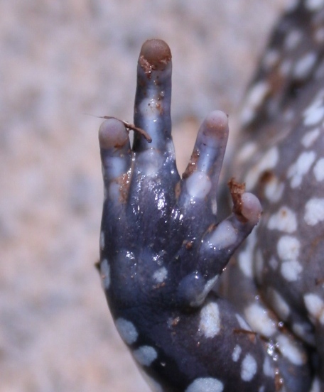 Image of Muller's Termite Frog