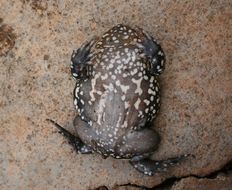 Image of Muller's Termite Frog