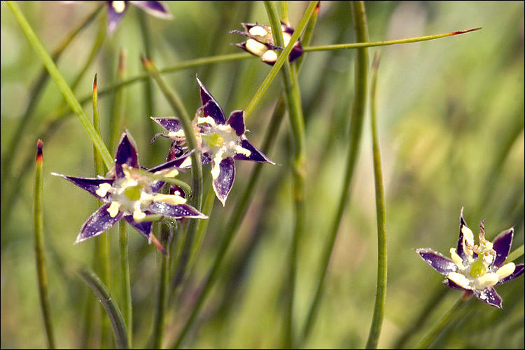 Juncus monanthos Jacq. resmi