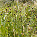 Juncus monanthos Jacq. resmi