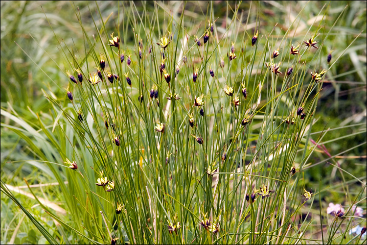 Juncus monanthos Jacq. resmi