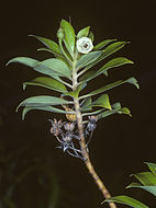 Image of Kokee Island-Loosestrife