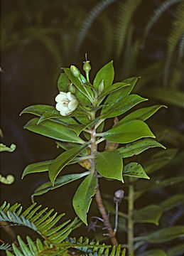 Image of Kokee Island-Loosestrife