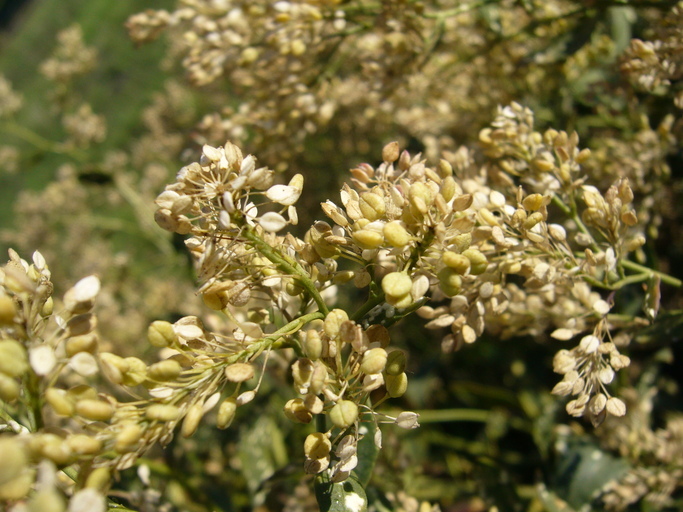 Image of broadleaved pepperweed