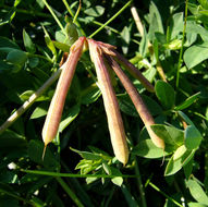 Слика од Lotus corniculatus L.