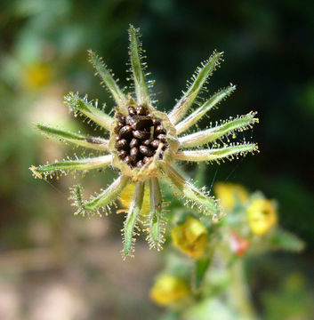 Image of grassy tarweed