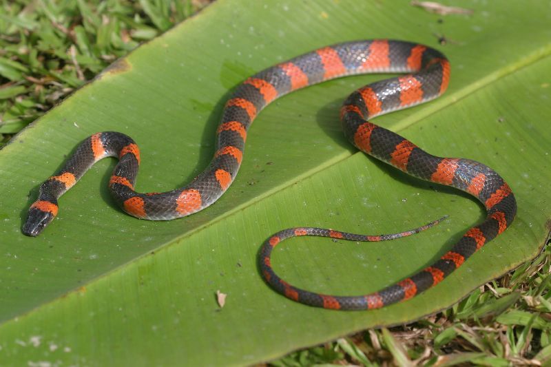 Oxyrhopus petolarius (Linnaeus 1758) resmi