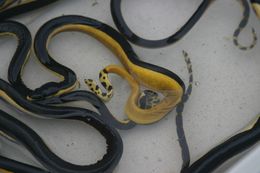 Image of Yellow-bellied sea snake