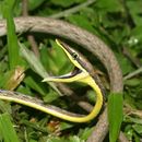 Image of New World vine snakes