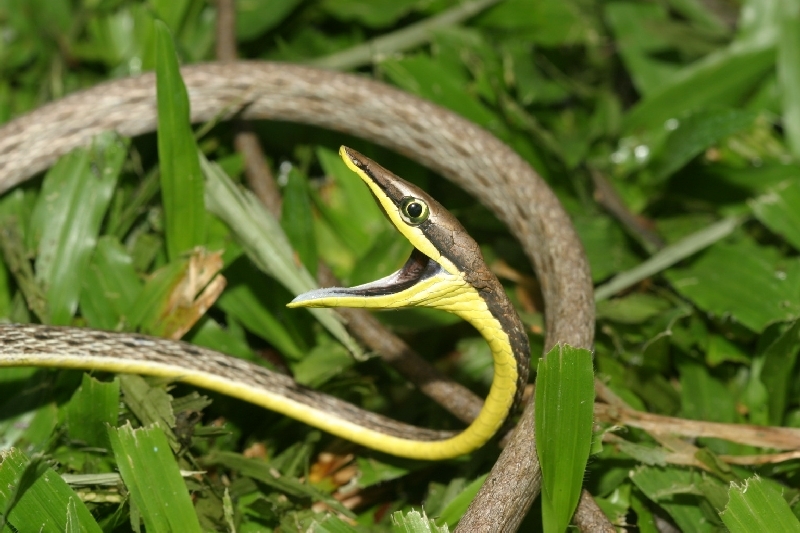 Image of Brown vinesnake