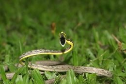 Image of Brown vinesnake