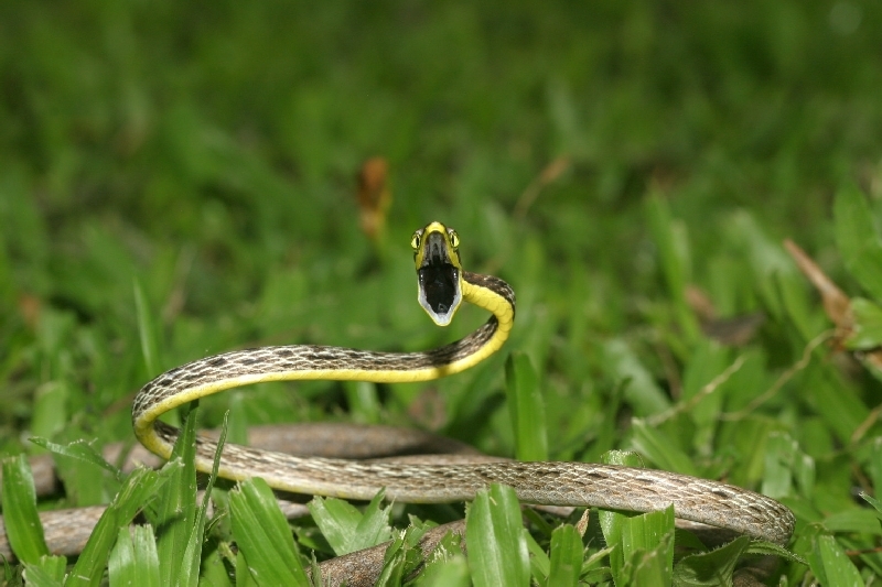 Image of Brown vinesnake