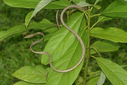 Image of Brown vinesnake