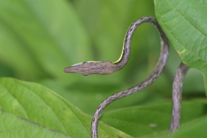 Image of Brown vinesnake