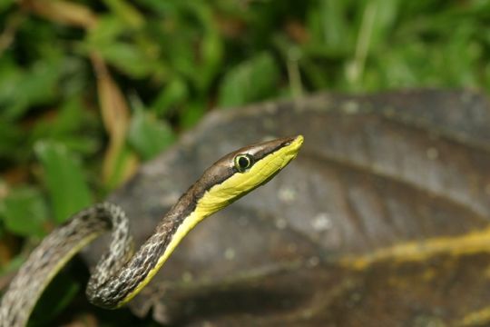 Image of Brown vinesnake