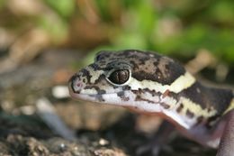 Image of Central American Banded Gecko