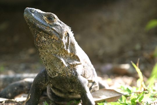 Image of Black Iguana