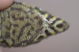 Image of Costa Rican Tropical Night Lizard