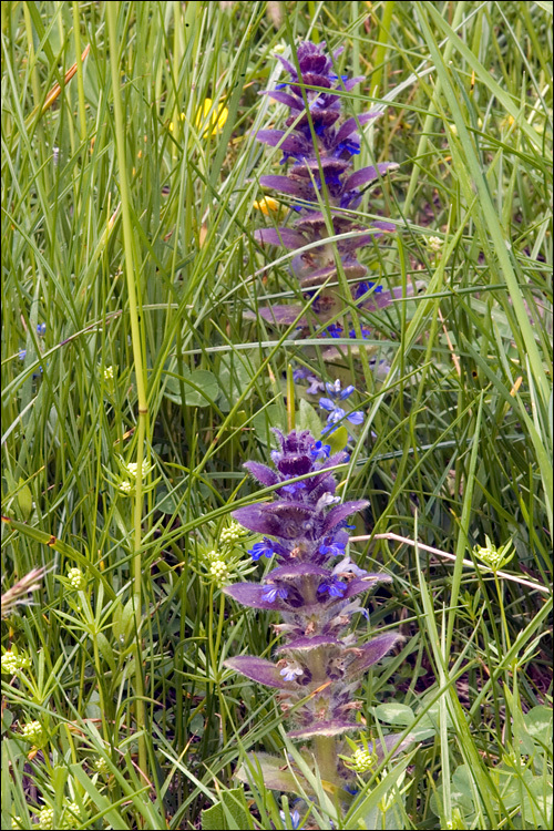 Image de Bugle pyramidale