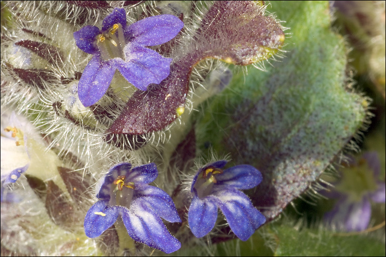 Image of Pyramidal Bugle