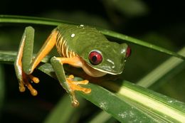 Image of Red-eyed Leaf frog