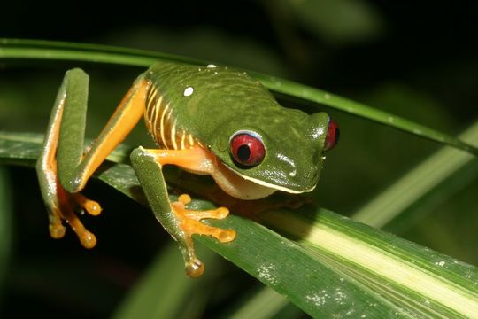 Imagem de Agalychnis callidryas (Cope 1862)