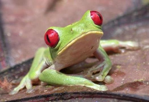 Image of Red-eyed Leaf frog