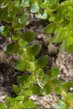 Image of Selaginella helvetica (L.) Spring