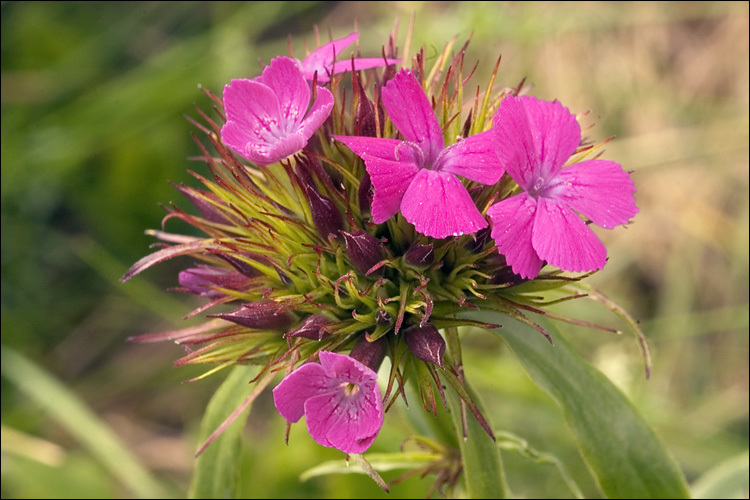 Dianthus barbatus subsp. barbatus resmi