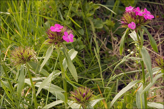 Image of Dianthus barbatus subsp. barbatus