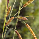 Imagem de Carex flacca Schreb.