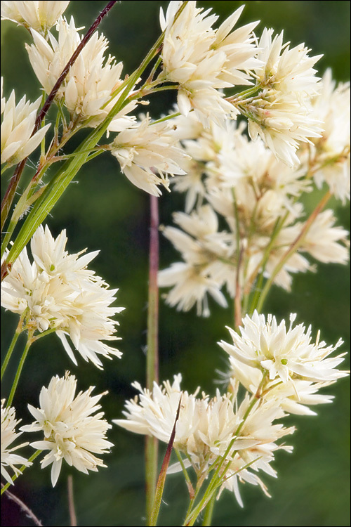 Image of lesser wood-rush