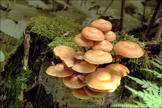 Imagem de Kuehneromyces mutabilis (Schaeff.) Singer & A. H. Sm. 1946