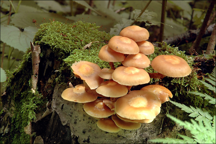 صورة Kuehneromyces mutabilis (Schaeff.) Singer & A. H. Sm. 1946