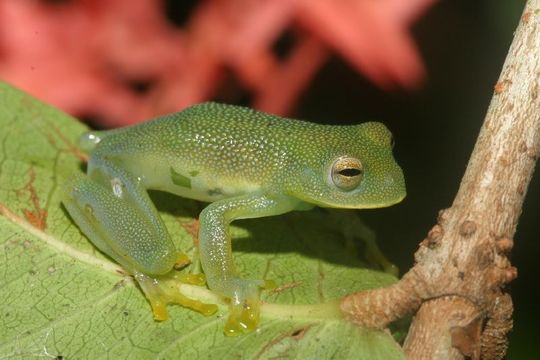 Image of Grainy Cochran Frog