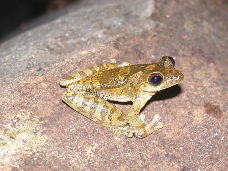 Image of Veragua Cross-banded Treefrog