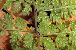 Image of mountain bladderfern