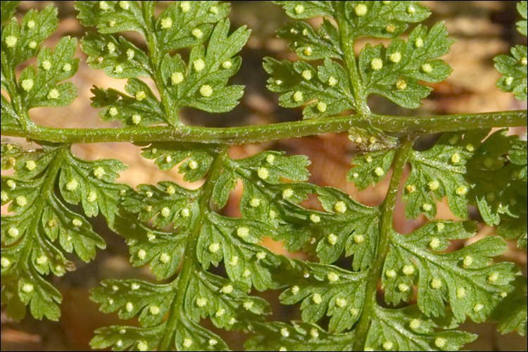 Image of mountain bladderfern