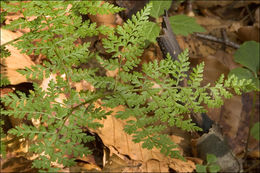 Image of mountain bladderfern