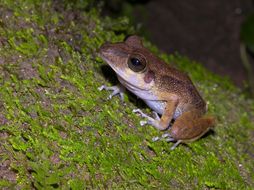 Image of Fort Randolph Robber Frog