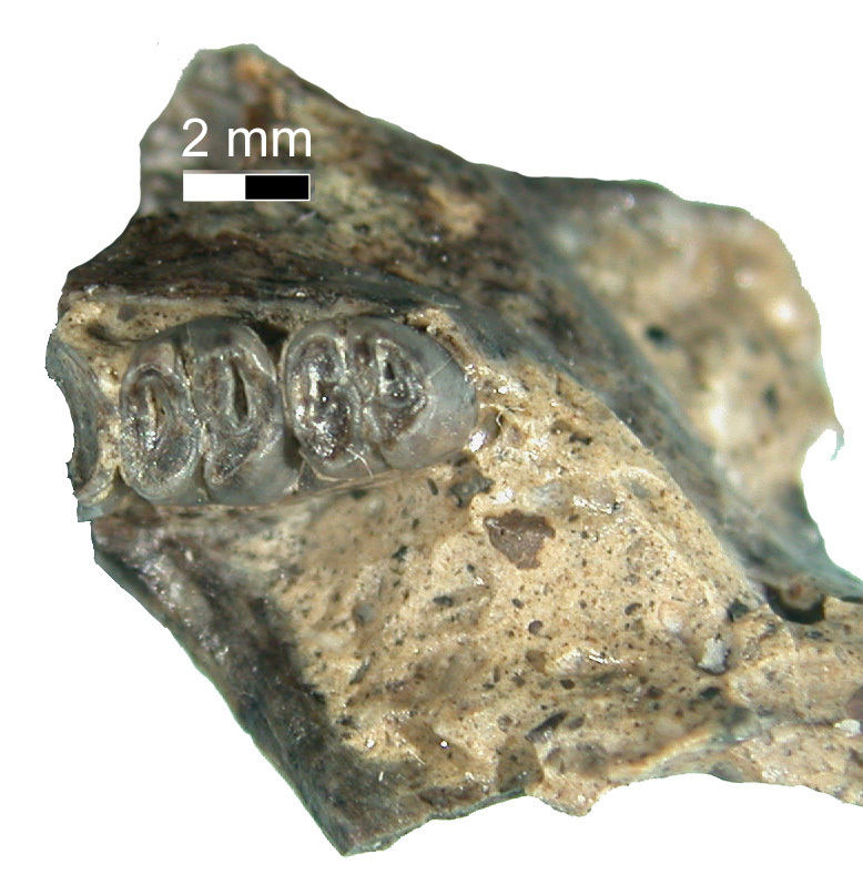 Image of Megapeomys bobwilsoni Morea & Korth 2002