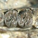 Image of Megapeomys bobwilsoni Morea & Korth 2002
