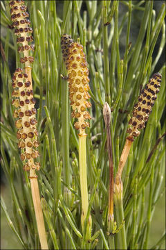 Image of Marsh Horsetail