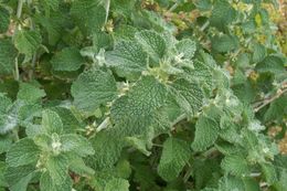 Image of horehound