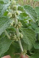 Image of horehound