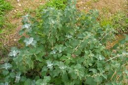 Image of horehound