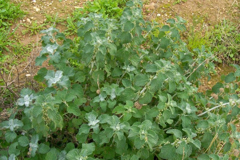 Image of horehound