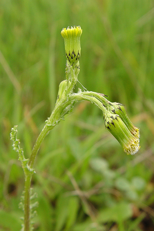 Image of groundsel