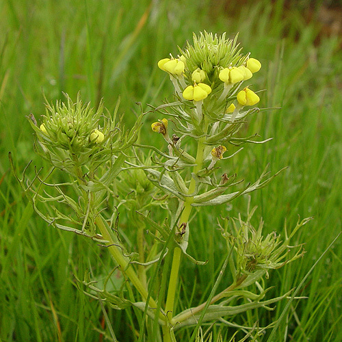 Image of Triphysaria versicolor subsp. faucibarbata (A. Gray) T. I. Chuang & L. R. Heckard