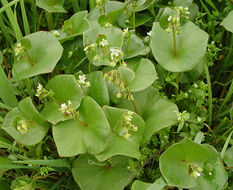 Image of Indian lettuce